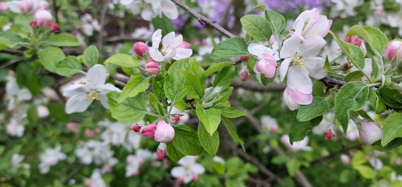 Apfelbluete in Dornach